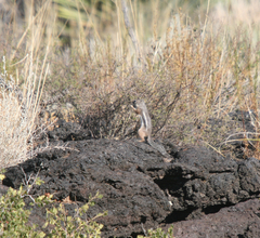 Ammospermophilus interpres