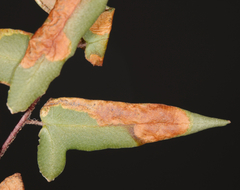 Phytoliriomyza felti