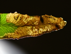 Phytoliriomyza felti