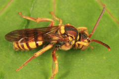 Nomada luteoloides