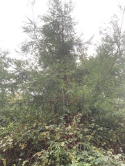 Thuja plicata