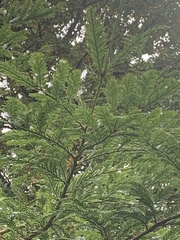 Thuja plicata