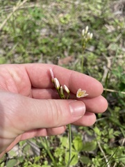 Nothoscordum bivalve
