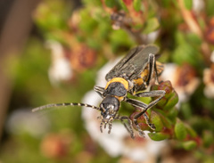 Chauliognathus lugubris