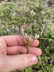 Nothoscordum bivalve