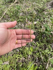 Nothoscordum bivalve