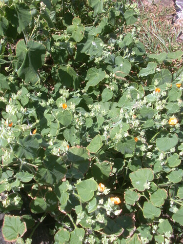 Abutilon grandifolium observed 2006-05-01