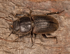 Lissotes cancroides