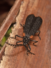 Metriorrhynchus simsoni