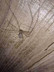 Pholcidae
