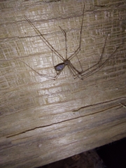 Pholcidae