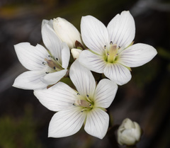 Gentianella diemensis