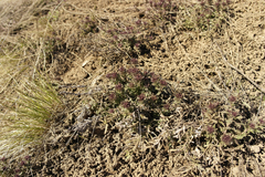 Veronica capsellicarpa