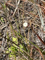 Syngonanthus flavidulus