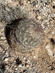 Echinomastus erectocentrus