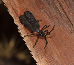 Metriorrhynchus simsoni