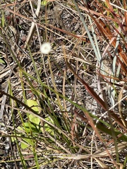 Syngonanthus flavidulus
