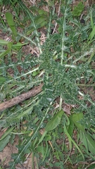 Scolymus