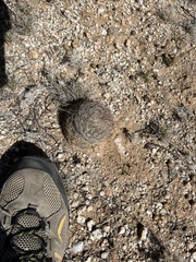 Echinomastus erectocentrus