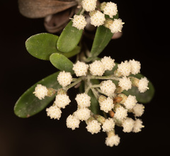 Ozothamnus antennaria