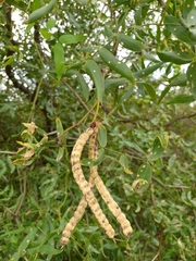 Prosopis ruscifolia