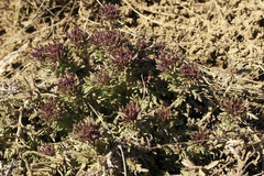 Veronica capsellicarpa
