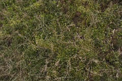 Ceratocephala testiculata