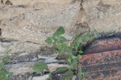 Chenopodium vulvaria