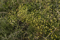 Ceratocephala testiculata