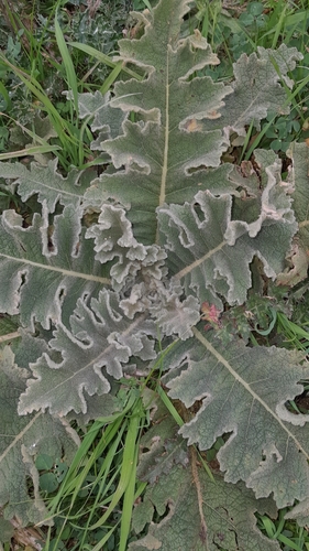 Verbascum sinuatum image