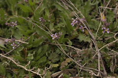 Chorispora tenella