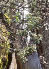 Ozothamnus antennaria