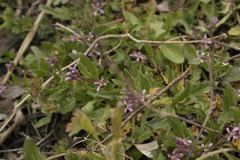 Chorispora tenella