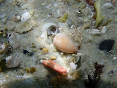 Notocypraea comptonii