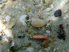 Notocypraea comptonii