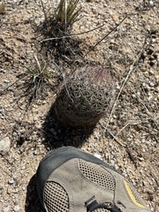 Echinomastus erectocentrus erectocentrus