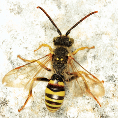 Nomada luteoloides