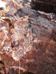 Hyphodontia