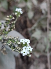 Tournefortia hartwegiana