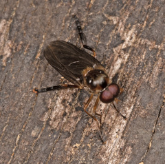 Chiromyzinae