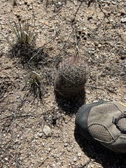 Echinomastus erectocentrus erectocentrus