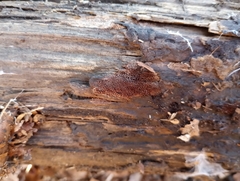 Hyphodontia