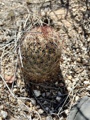 Echinomastus erectocentrus erectocentrus