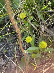 Polygala nana