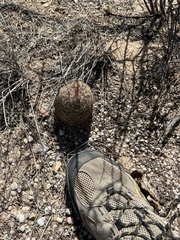 Echinomastus erectocentrus erectocentrus