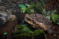 Rhinella horribilis