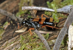 Sphictostethus aliciae