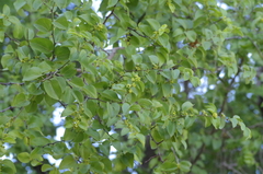 Ziziphus mucronata