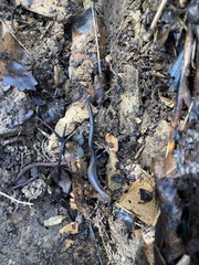 Plethodon ventralis
