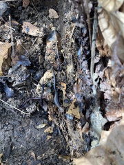 Plethodon ventralis